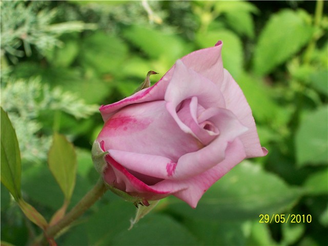  lila pupoljak - ruža Blue moon